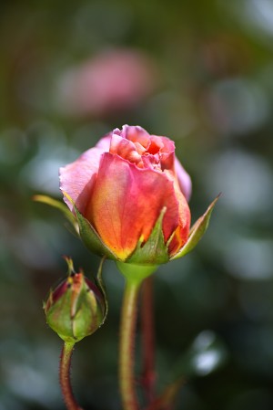 Two Pink Rose Buds